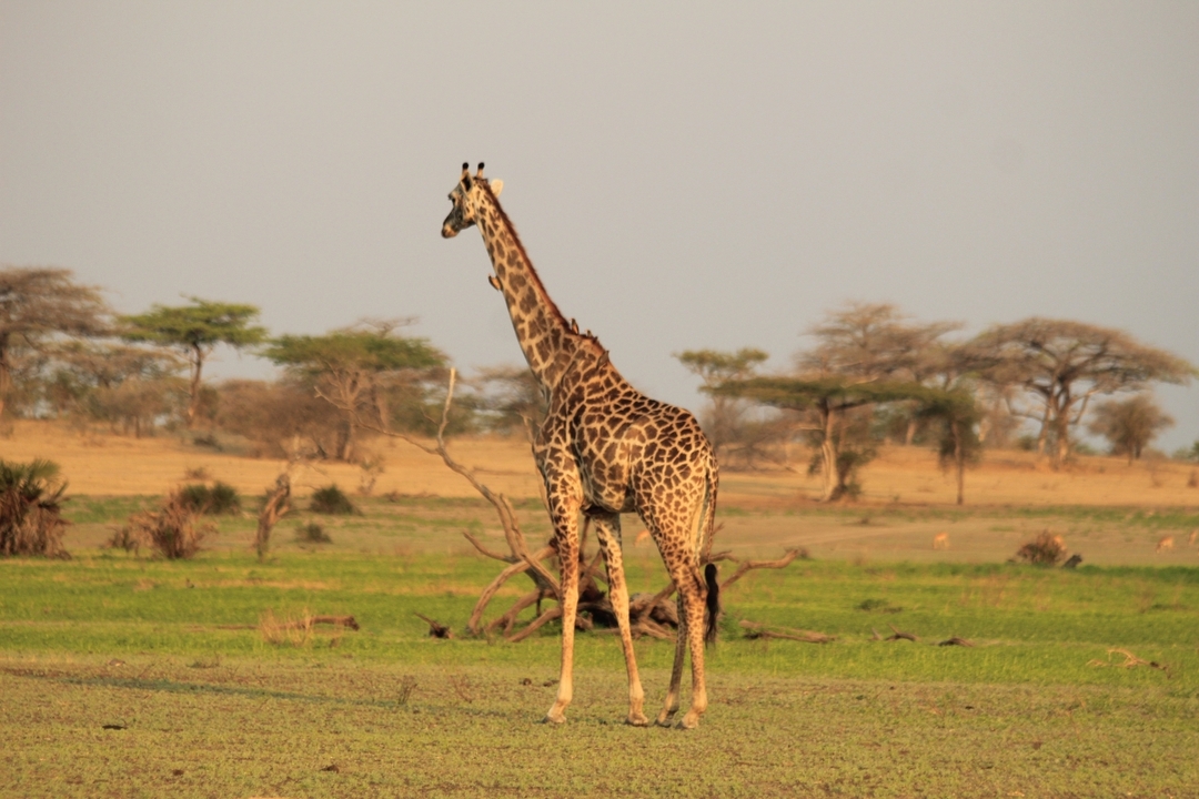 Day Trip - Selous Day Safari Tour 8