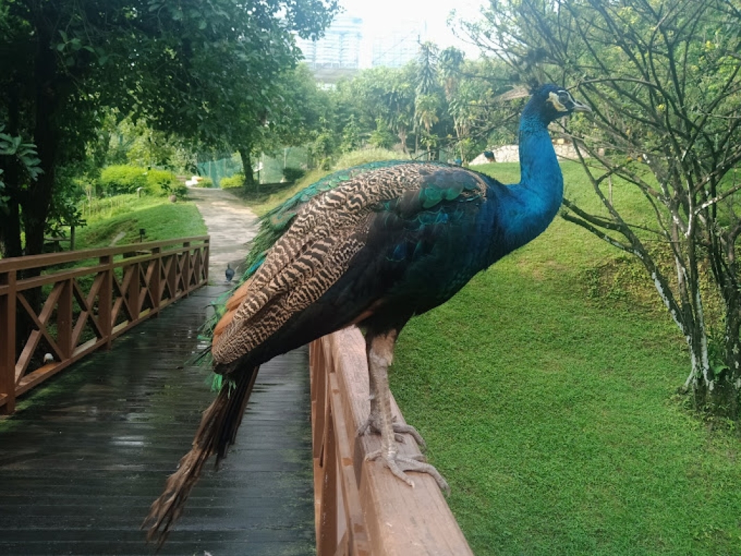 Kuala Lumpur City Tour 6 Hours 4