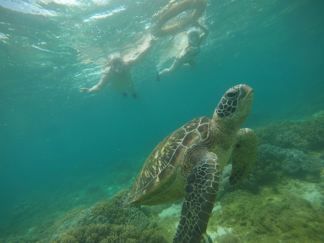Apo Island Sea turtle encounter tour 1