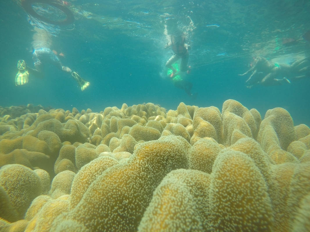 Apo Island Sea turtle encounter tour 3