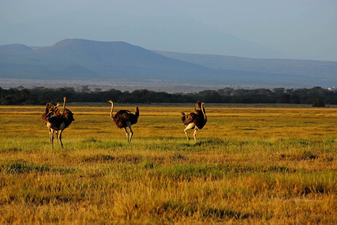 Explore the Heart of Kenya: 4 Days in Tsavo & Amboseli National Parks 2