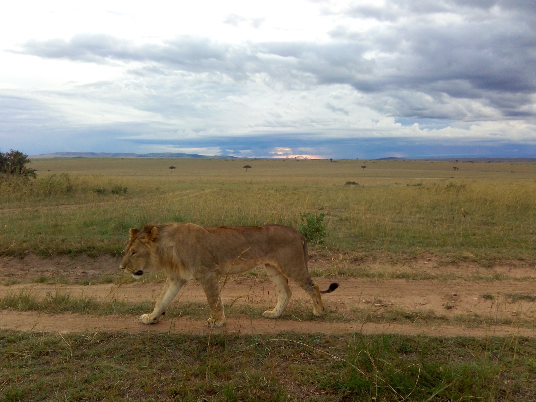 Explore the Heart of Kenya: 4 Days in Tsavo & Amboseli National Parks 10