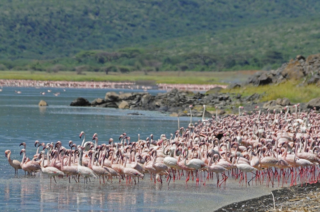 Kenya's Finest – 6 Days Through Samburu, Lake Nakuru & Masai Mara 5