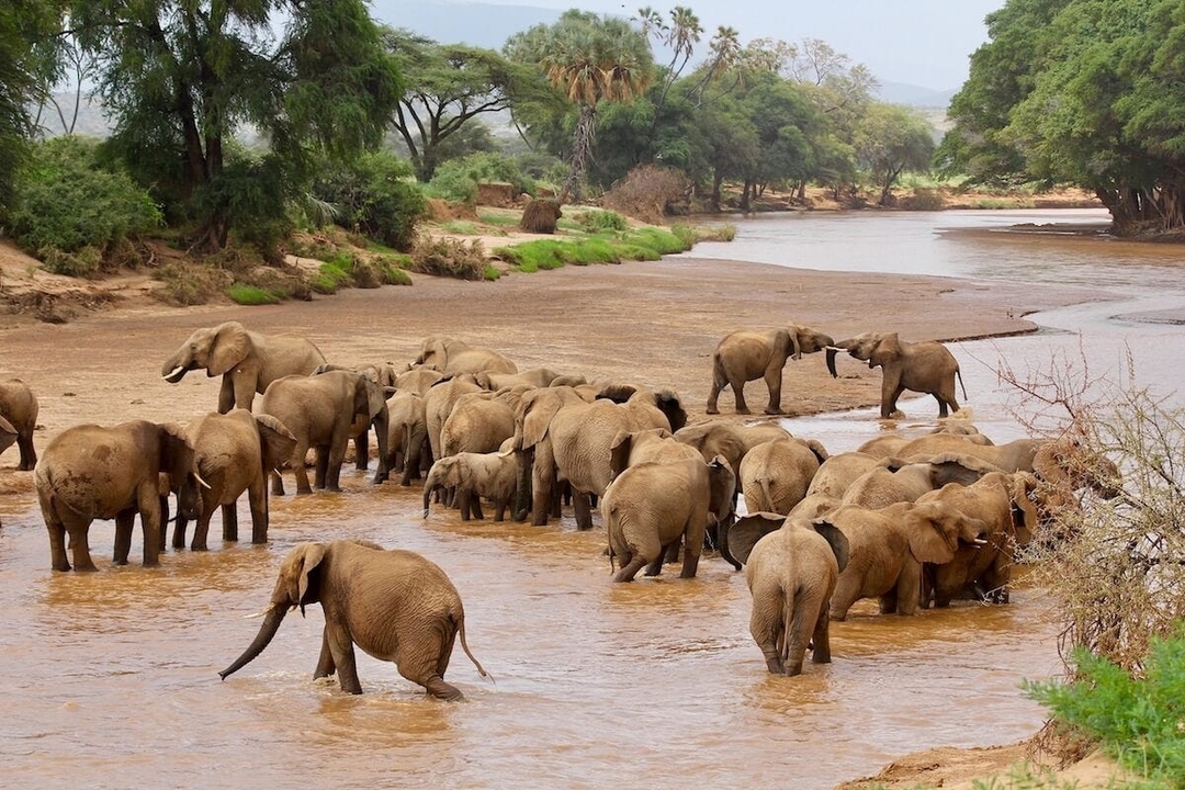 Kenya's Finest – 6 Days Through Samburu, Lake Nakuru & Masai Mara 9