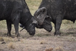 Luxury Kenya Safari: 7 Days in Amboseli, Lakes, and Masai Mara with Sopa Lodges