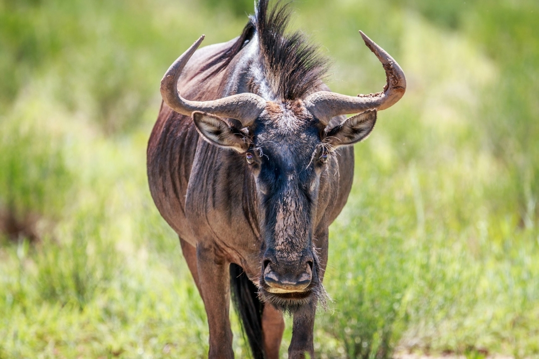 Best of Kenya: 6-Day Safari to Samburu, Aberdares, Nakuru & Masai Mara 4