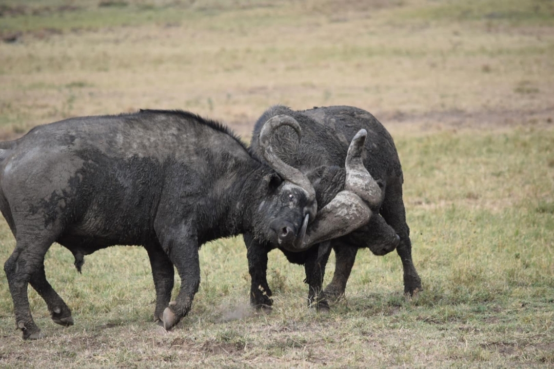 Best of Kenya: 6-Day Safari to Samburu, Aberdares, Nakuru & Masai Mara 5