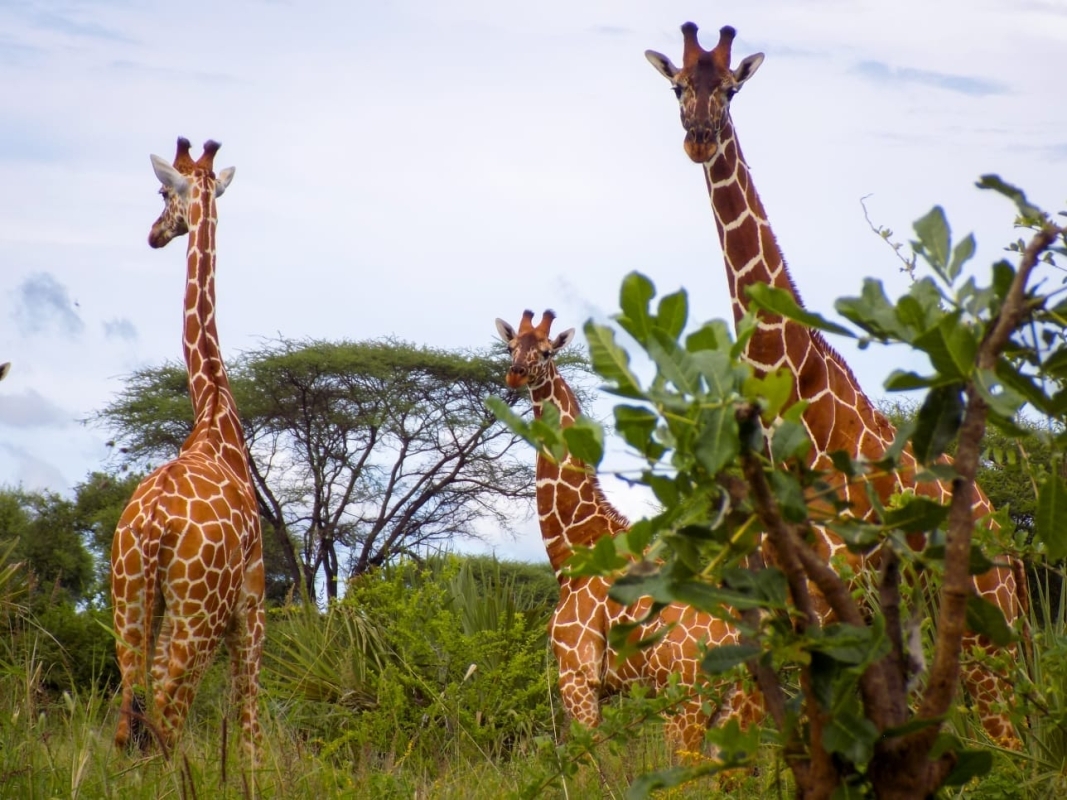 Best of Kenya: 6-Day Safari to Samburu, Aberdares, Nakuru & Masai Mara 9
