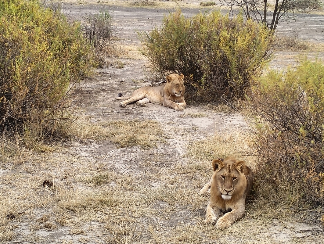 3-Day Safari Itinerary Great Wildebeest Calving Season 2