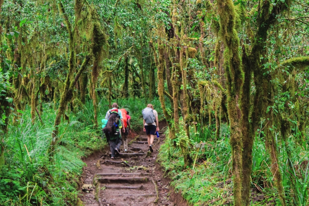 8 Days Kilimanjaro Lemosho Route via Western Breach Itinerary  5