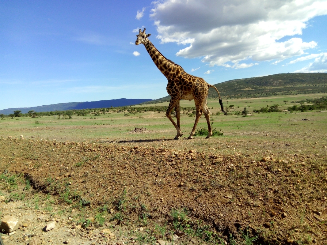 "Kenya’s Wildlife Circuit: 6-Day Safari in Masai Mara, Nakuru & Amboseli with Sopa Lodges 2