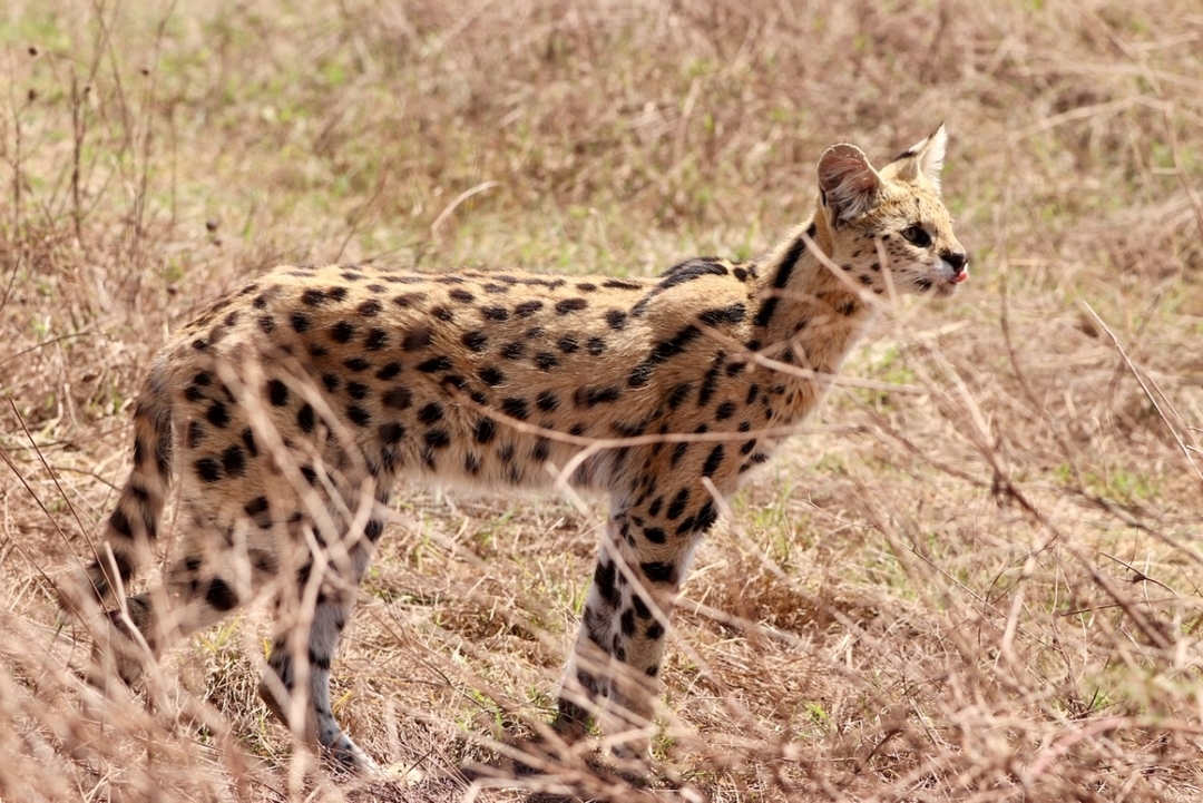 "Kenya’s Wildlife Circuit: 6-Day Safari in Masai Mara, Nakuru & Amboseli with Sopa Lodges 6