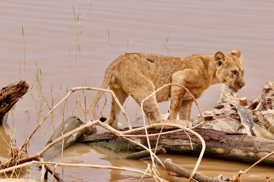 "Kenya’s Wildlife Circuit: 6-Day Safari in Masai Mara, Nakuru & Amboseli with Sopa Lodges 7