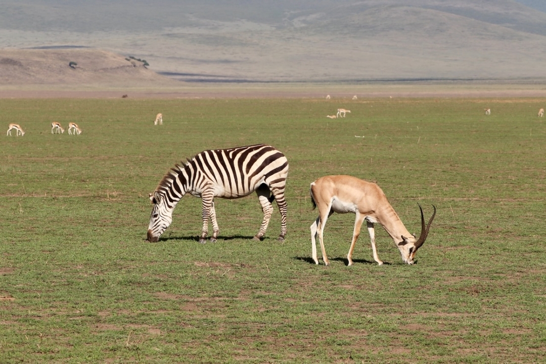"Kenya’s Wildlife Circuit: 6-Day Safari in Masai Mara, Nakuru & Amboseli with Sopa Lodges 8
