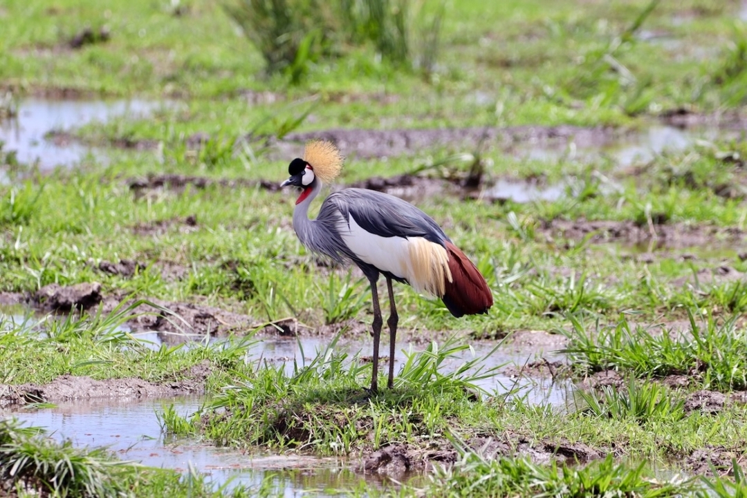 "Kenya’s Wildlife Circuit: 6-Day Safari in Masai Mara, Nakuru & Amboseli with Sopa Lodges 9