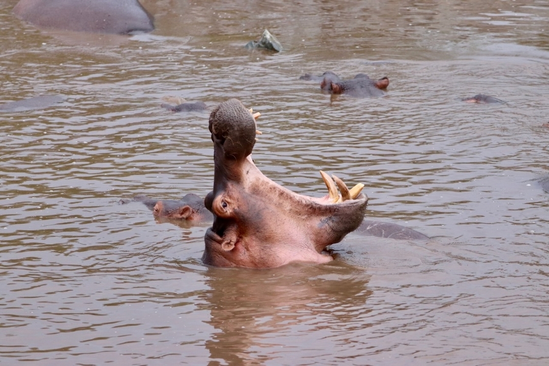 "Kenya’s Wildlife Circuit: 6-Day Safari in Masai Mara, Nakuru & Amboseli with Sopa Lodges 10