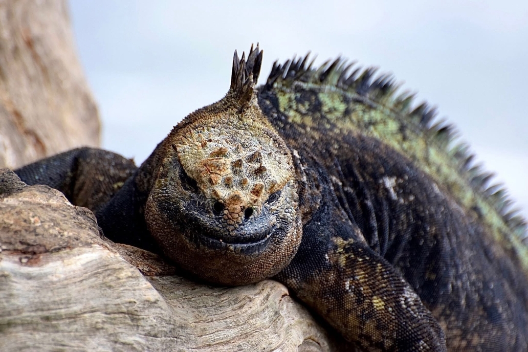 Galapagos 5 Days 5