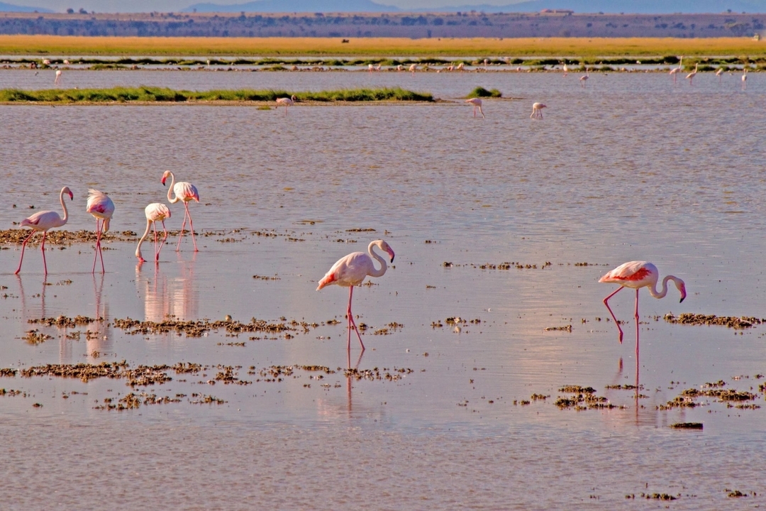 6 Days Masai Mara, L. Nakuru & Amboseli National Park. 4