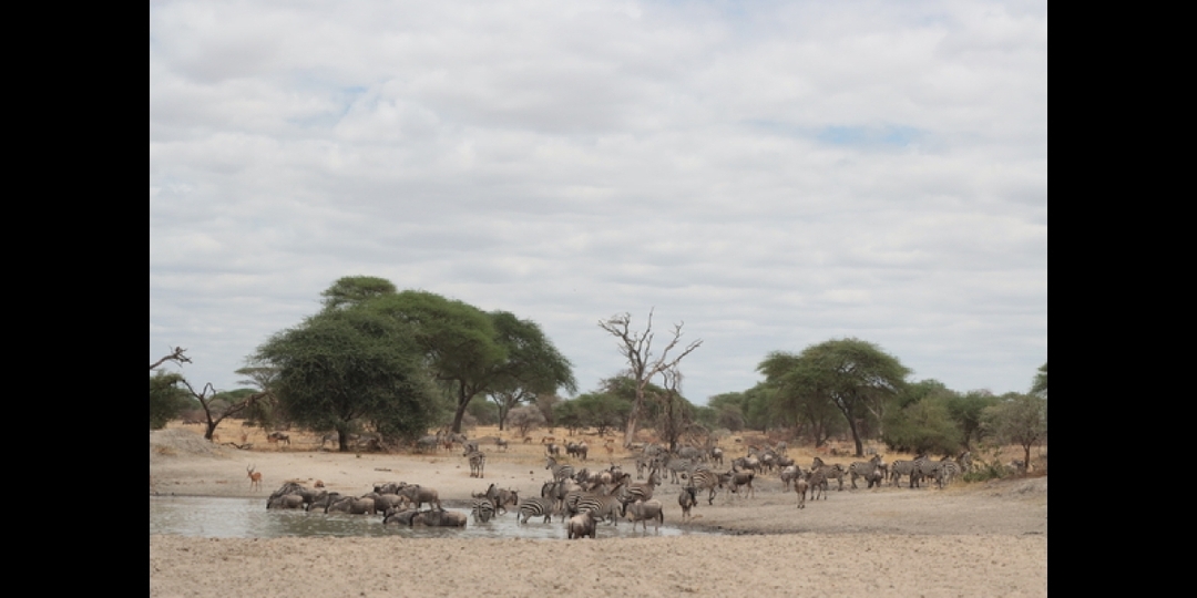 Big 5 Safari in Tanzania 5