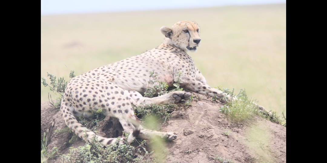 Big 5 Safari in Tanzania 6