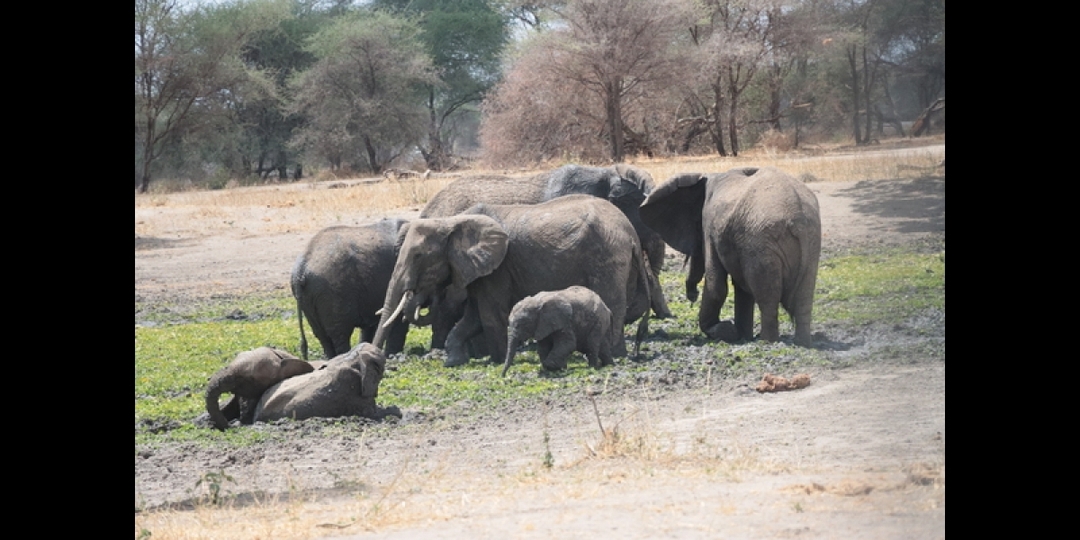 Big 5 Safari in Tanzania 7