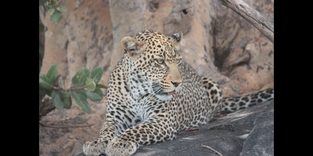 Big 5 Safari in Tanzania 1