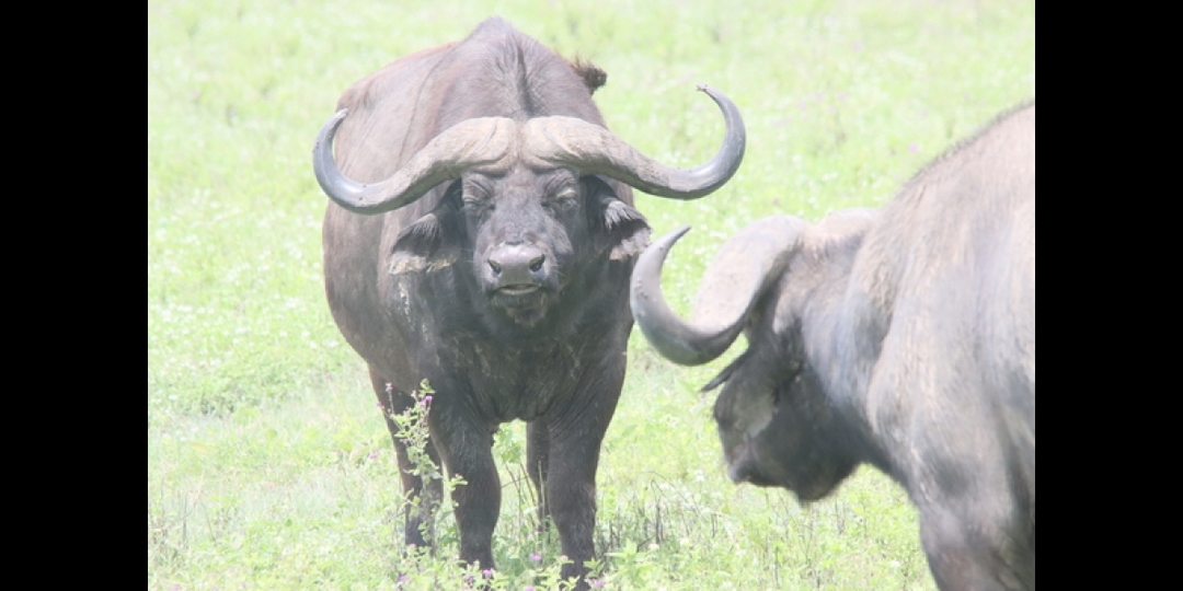 Big 5 Safari in Tanzania 8