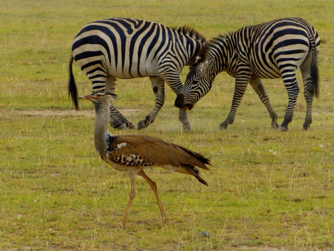 Exclusive 5-Day Safari from Nairobi: Aberdare, Nakuru & the Wild Masai Mara 6