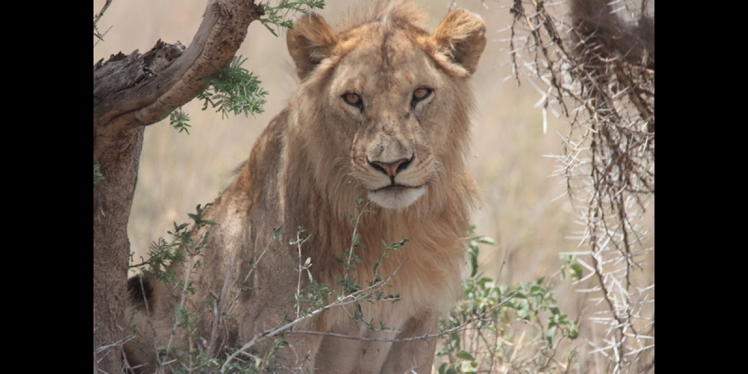8 Days of Romance: Beach & Safari in Tanzania 6