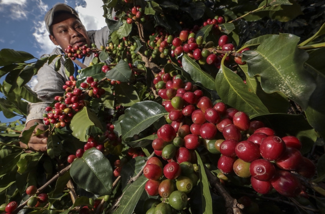 8 Days Colombia: A Cacao and Coffee Escape 10