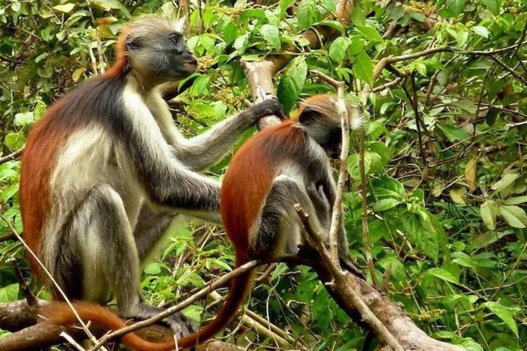 8 Day Gorilla & Chimps Wildlife Safari 5