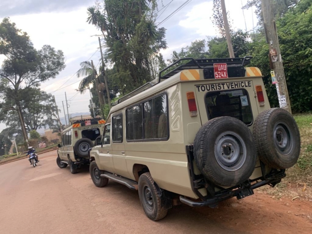 8 Day Gorilla & Chimps Wildlife Safari 6
