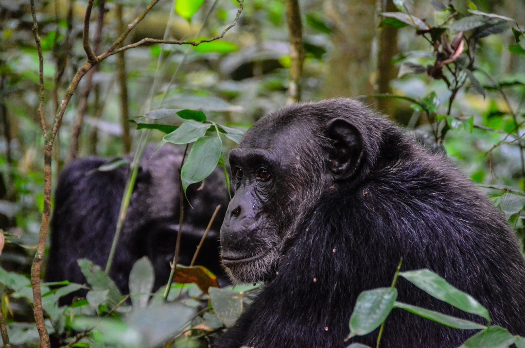 8 Day Gorilla & Chimps Wildlife Safari 7