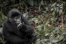 5-Day Chimpanzee & Gorilla Trekking Safari in Uganda