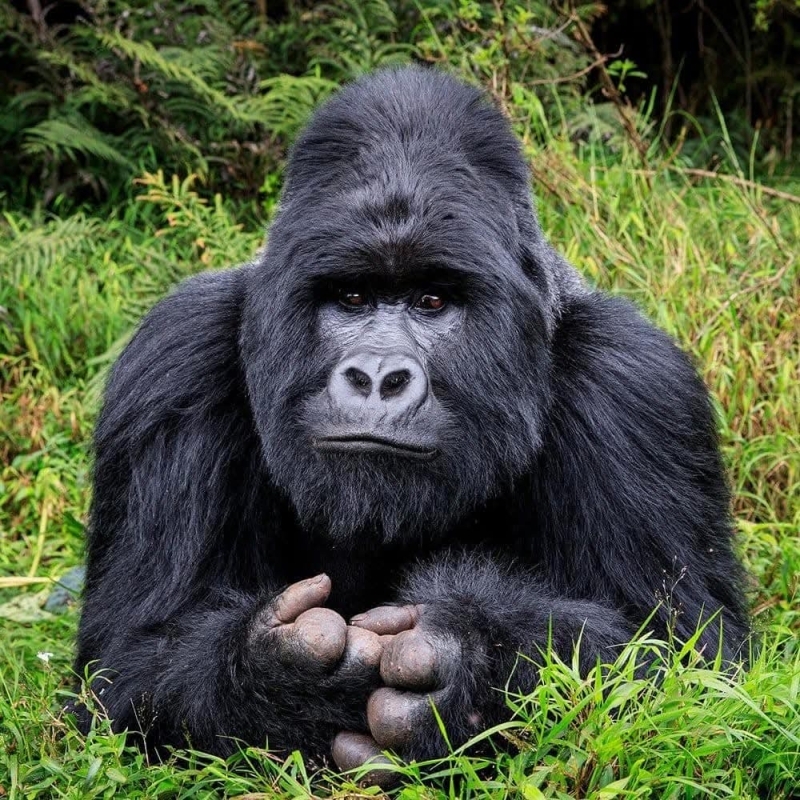 11 Day Exciting Big Five Safari Adventure And Primates 3
