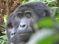 3 Days Uganda Gorilla Safari