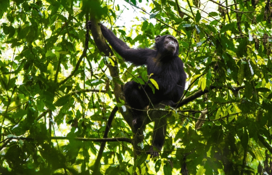 5 Days Uganda Gorillas, Chimpanzees and Wildlife Safari 1