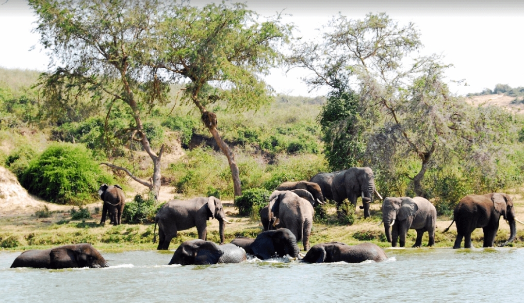5 Days Uganda Gorillas, Chimpanzees and Wildlife Safari 2