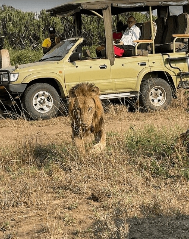 5 Days Uganda Gorillas, Chimpanzees and Wildlife Safari 4