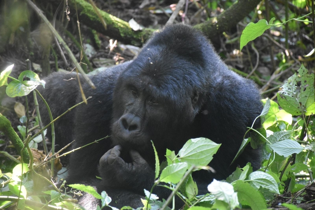 5 Days Uganda Gorillas, Chimpanzees and Wildlife Safari 5