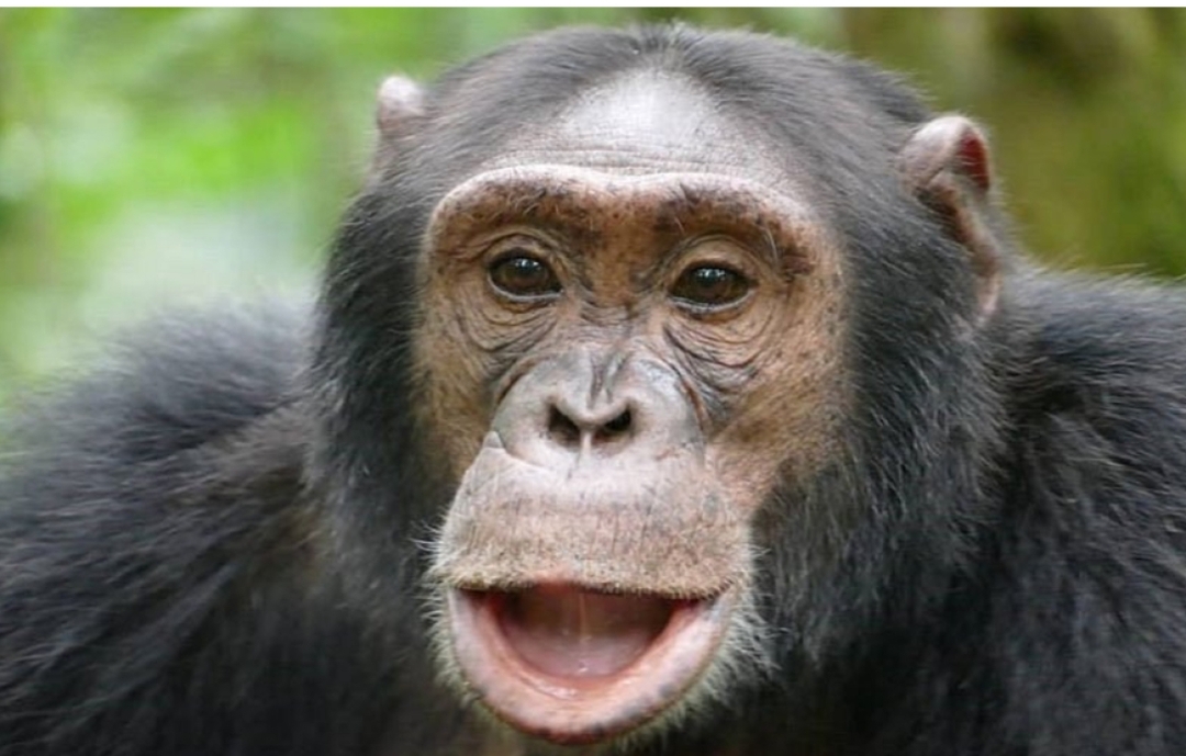 7 Days Uganda Gorilla Trek and Wildlife Safari 5