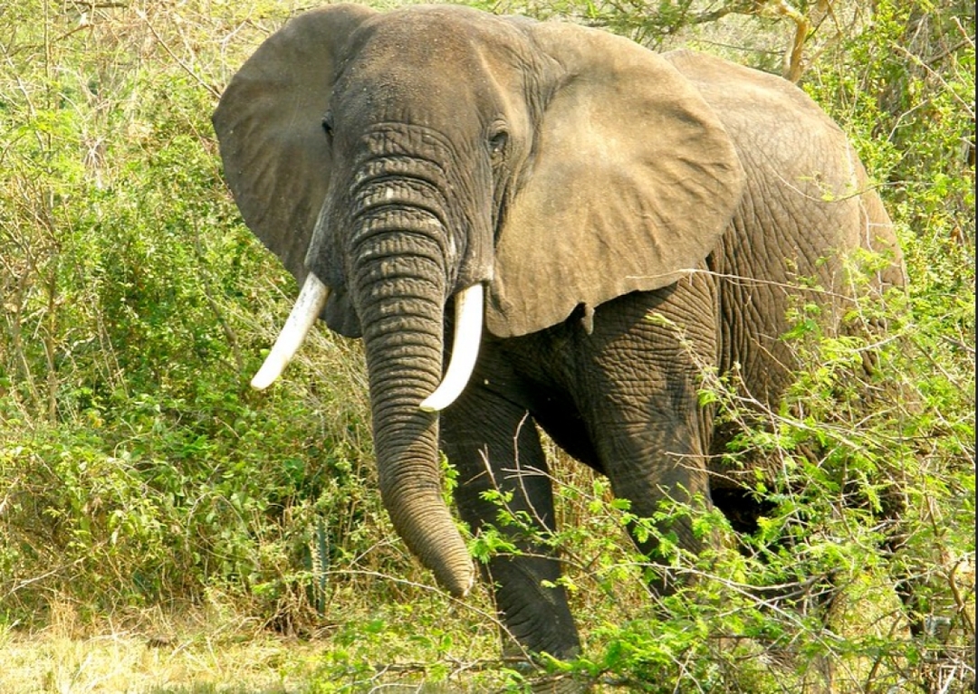 7 Days Uganda Gorilla Trek and Wildlife Safari 6
