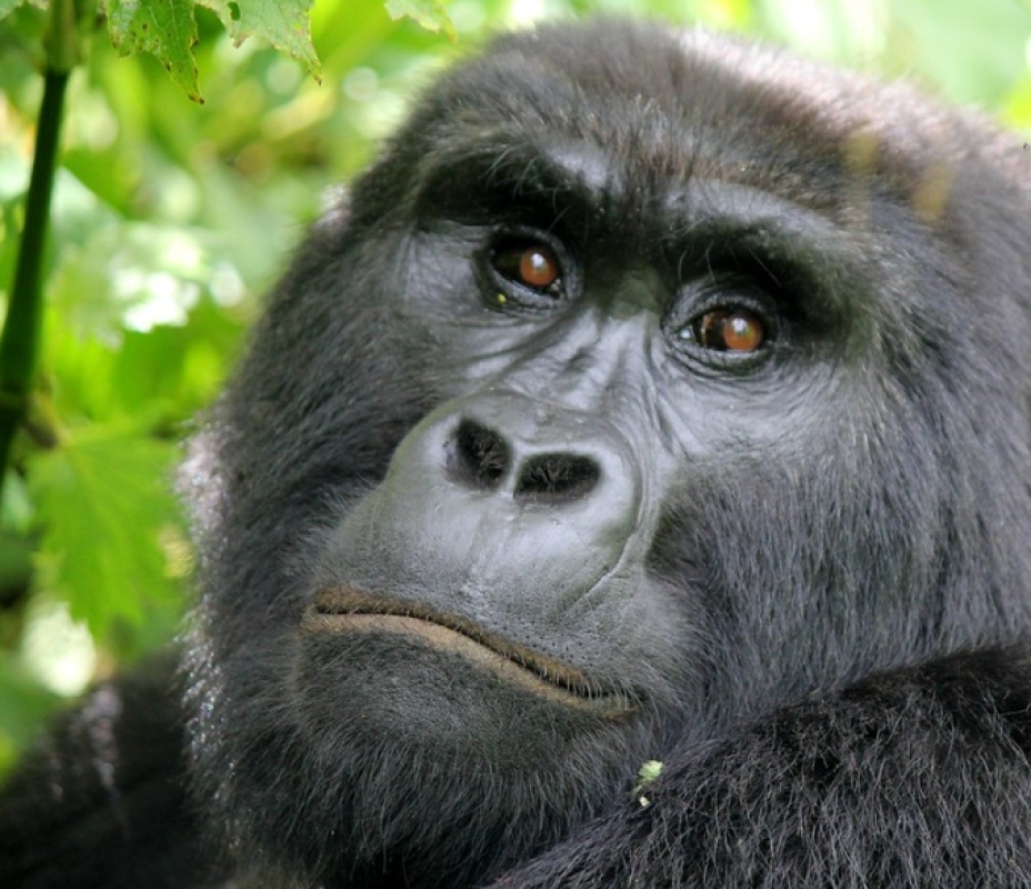 7 Days Uganda Gorilla Trek and Wildlife Safari 8