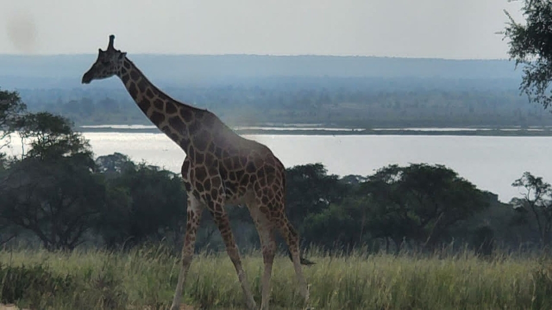 7 Days Uganda Gorilla Trek and Wildlife Safari 9