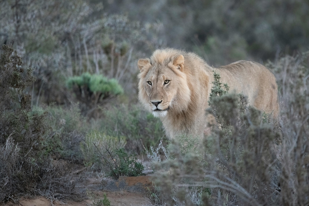 6 Day Uganda Primate Safari and Wildlife Tour 5