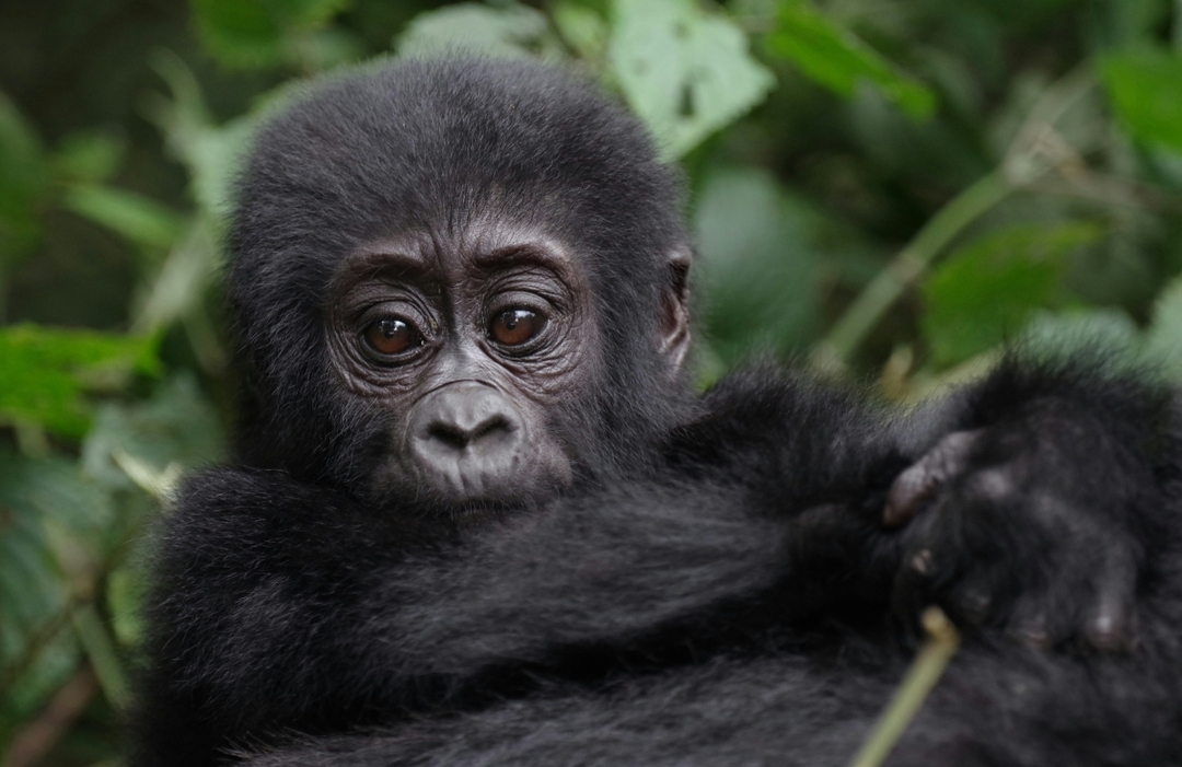 9 Day Uganda Murchison Falls Big Five 3