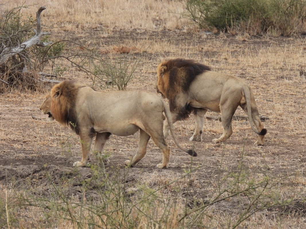 Explore Masai Mara & Lake Nakuru in 4 Days – Group Safari with Economy Lodging 1