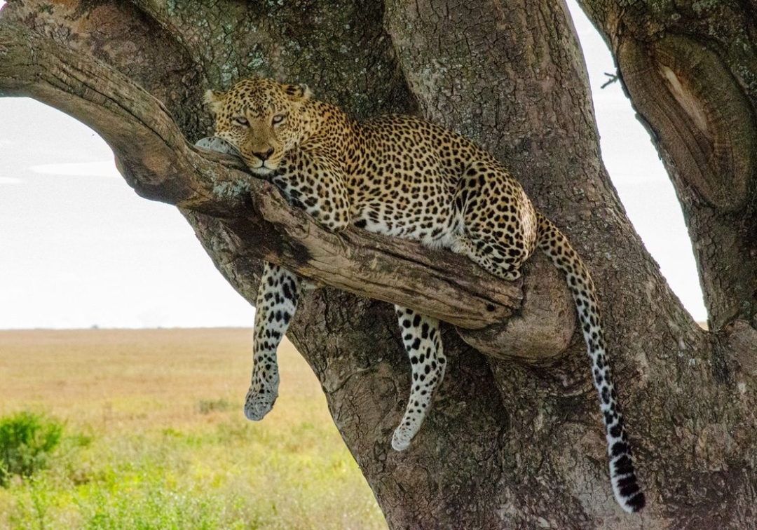 Explore Masai Mara & Lake Nakuru in 4 Days – Group Safari with Economy Lodging 3