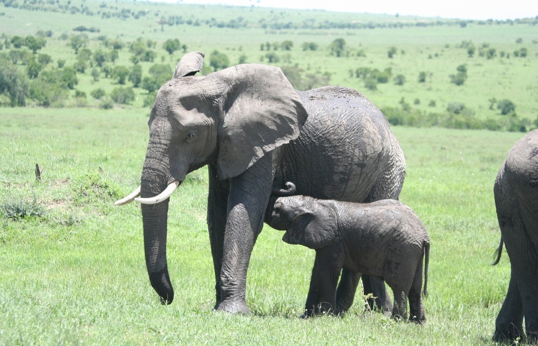 Explore Masai Mara & Lake Nakuru in 4 Days – Group Safari with Economy Lodging 5