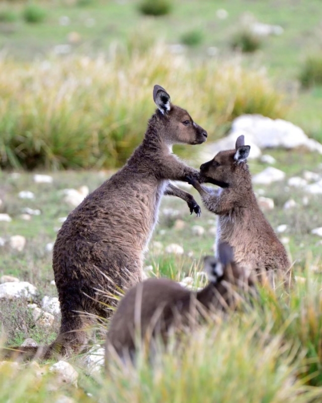 Kangaroo Island Adventure Tour 5